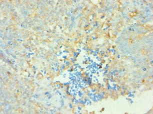 CD38 Antibody (aa46-300)