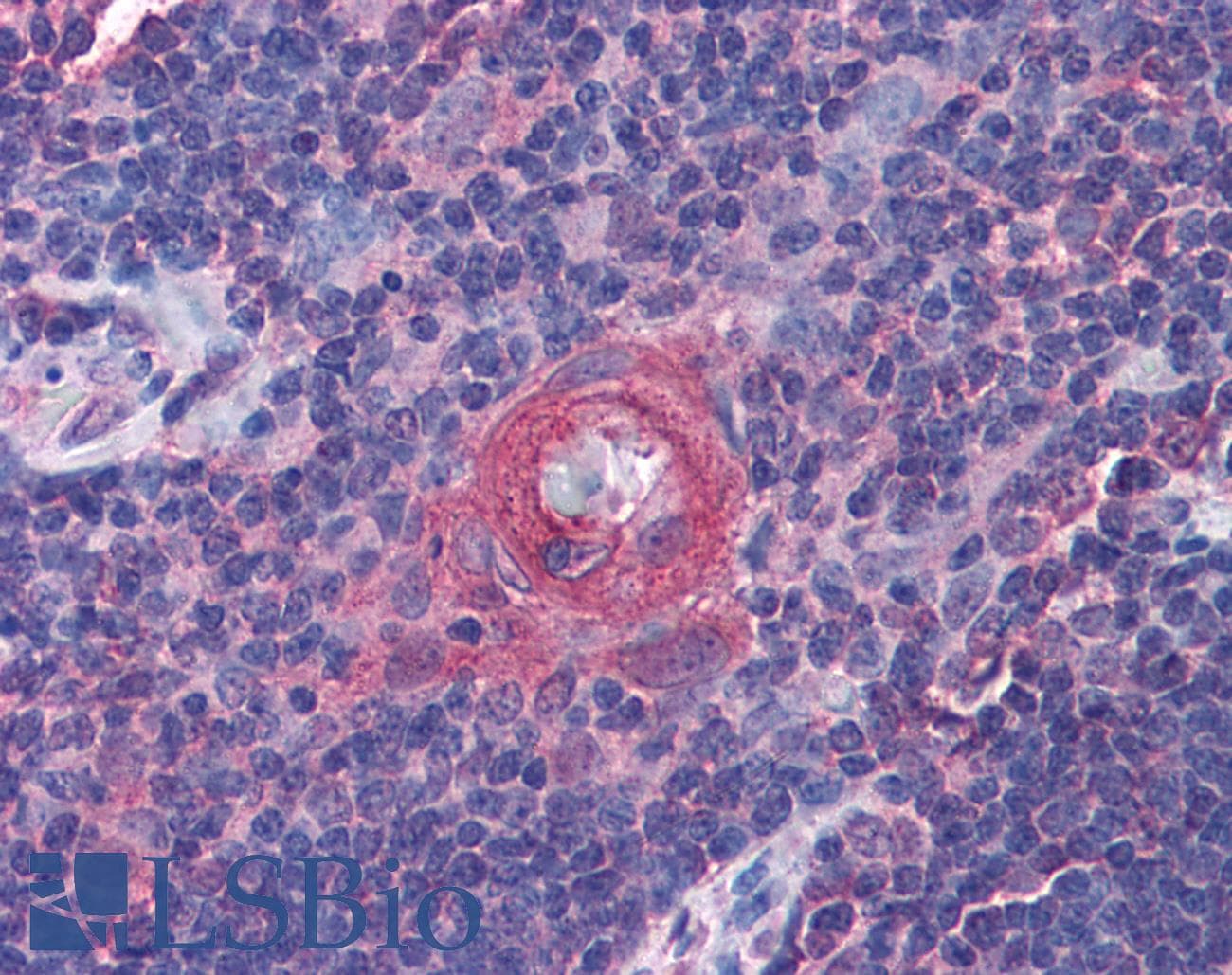 IHC-plus™ ICOS / CD278 Antibody (aa57-71)