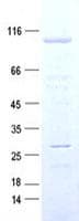 Human IPO13 / LGL2 Protein (Recombinant DDK,C-terminus)