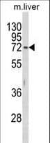 IHC-plus™ HEXA Antibody (aa142-170)