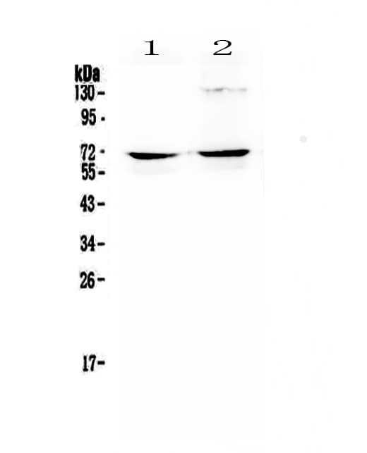 NFIA / Nuclear Factor 1 Antibody