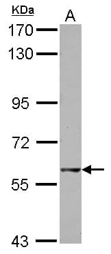 Polyclonal Rabbit anti-Human GTPBP2 Antibody (WB)