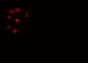 ZNF596 Antibody