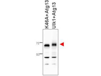 KIAA0652 / ATG13 Antibody