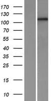 PCDH1 / PCD1 Protein (Over-Expression Lysate Myc-DDK (Flag))