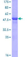 Human CCDC12 Protein (Recombinant GST)