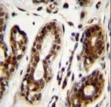 NCL / Nucleolin Antibody (aa428-455)
