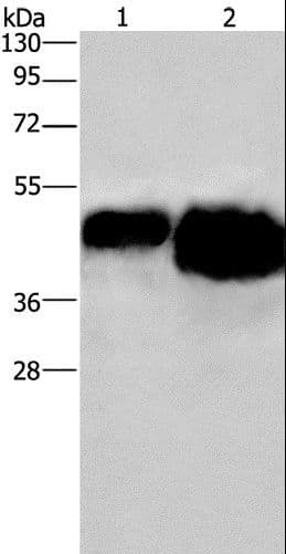 Ovalbumin Antibody