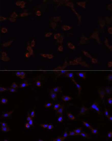 NFE2L2 / NRF2 Antibody
