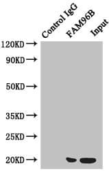 FAM96B Antibody