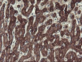 UBE2J1 Antibody (clone OTI1F6)