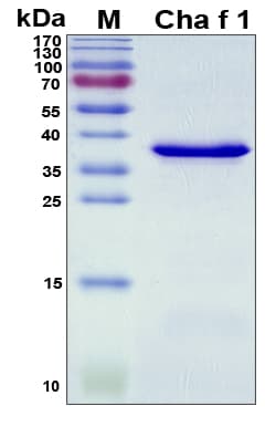 Charybdis feriata Cha f 1 Protein (Recombinant His, N-Terminal)