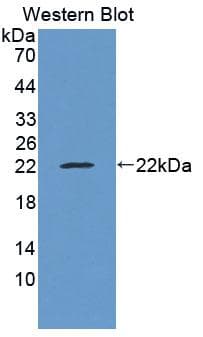 Obp2a Antibody