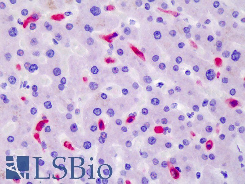 PathPlus™ CD163 Antibody (clone GHI/61)