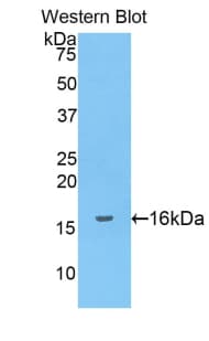 NRG1 / Heregulin / Neuregulin Antibody (aa264-393)