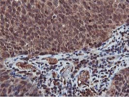 AKT1 Antibody (clone OTI4G4)