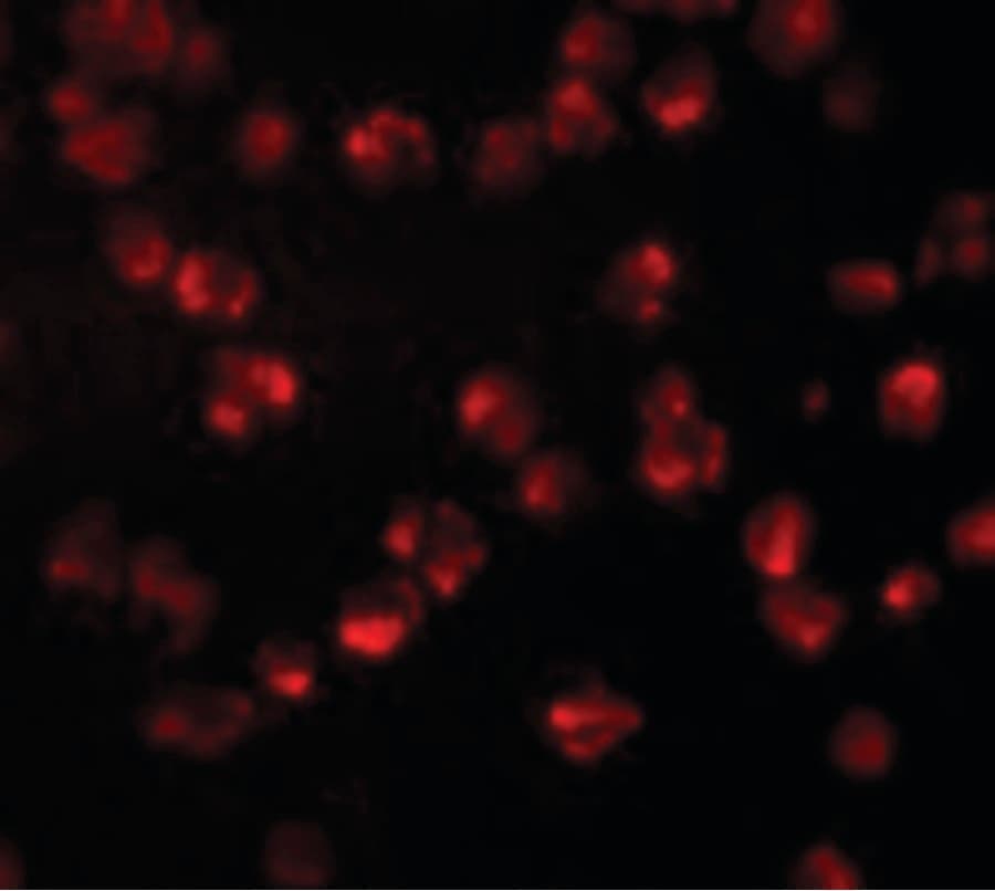 NUP107 Antibody