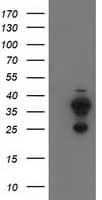 CYB5R2 Antibody (clone OTI4B9, Carrier-free)