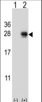 PMCH / MCH Antibody (aa94-122)