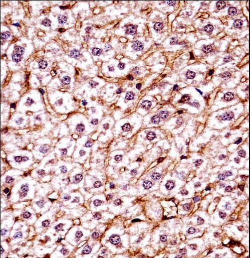 CSNK1E / CK1 Epsilon Antibody (aa283-310)