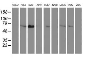 SCHIP1 Antibody (clone OTI1C4)
