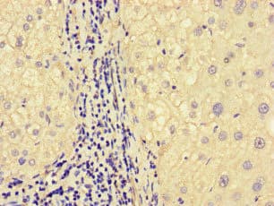 MEGF10 Antibody