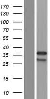 RFPL4A Protein (Over-Expression Lysate Myc-DDK (Flag))