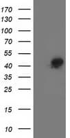 SMS / Spermine Synthase Antibody (clone OTI3A8, Carrier-free)