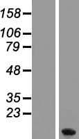 MT1F Protein (Over-Expression Lysate Myc-DDK (Flag))