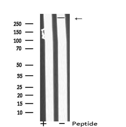 TANGO / MIA3 Antibody