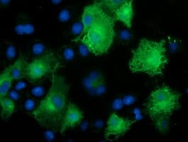 CALCOCO2 Antibody (clone OTI4H5)