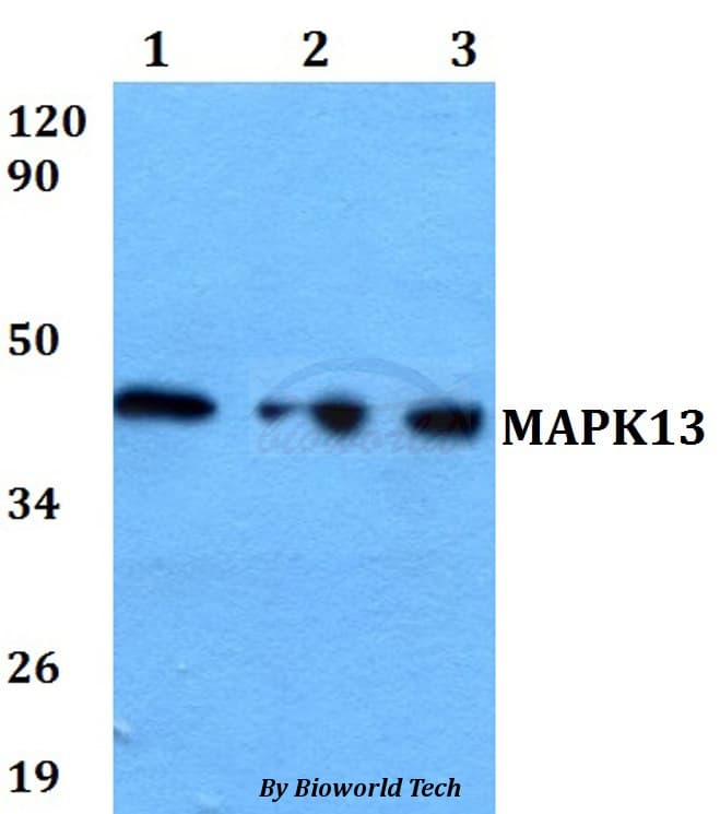 MAPK13 / p38delta Antibody