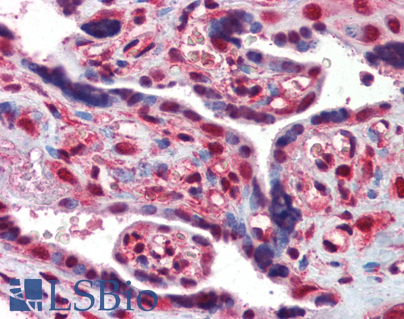 IHC-plus™ EIF4EBP1 / 4EBP1 Antibody (aa101-118)