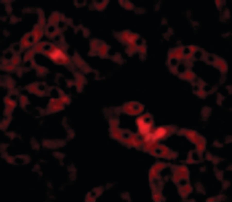 IHC-plus™ ANKRD54 / LIAR Antibody