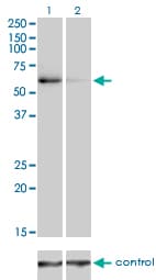 Monoclonal Mouse anti-Human TRAF6 Antibody (clone 1B2, WB)
