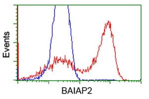 BAIAP2 / IRSP53 Antibody (clone OTI 1D9)