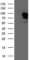 RAP74 / GTF2F1 Antibody (clone OTI2H3)