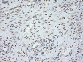 GFAP Antibody (clone OTI4D11)