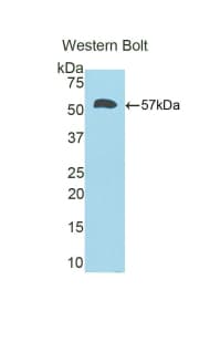 PathPlus™ CALB1 / Calbindin Antibody (aa3-261)