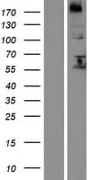 FUT8 Protein (Over-Expression Lysate Myc-DDK (Flag))