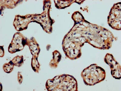 CASP2 / Caspase 2 Antibody (aa2-452)