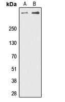 Polyclonal Rabbit anti-Human PRKDC / DNA-PKcs Antibody (phospho-Thr2647, IHC, IF, WB)