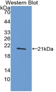 TNF Alpha Antibody (aa78-234)