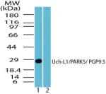 IHC-plus™ UCHL1 / PGP9.5 Antibody (aa50-100)