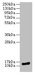 MLANA / Melan-A Antibody (aa48-118)