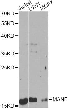 MANF / ARMET Antibody