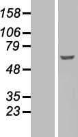 Human SYN / FYN Protein (Over-Expression Lysate Myc-DDK (Flag))
