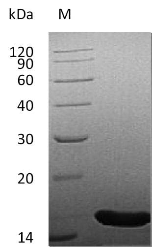 Human FGF4 Protein (Recombinant)