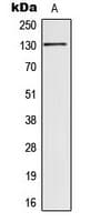 SIN3B Antibody (Internal)