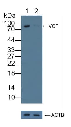 Polyclonal Rabbit anti-Human VCP Antibody (aa125-371, WB)